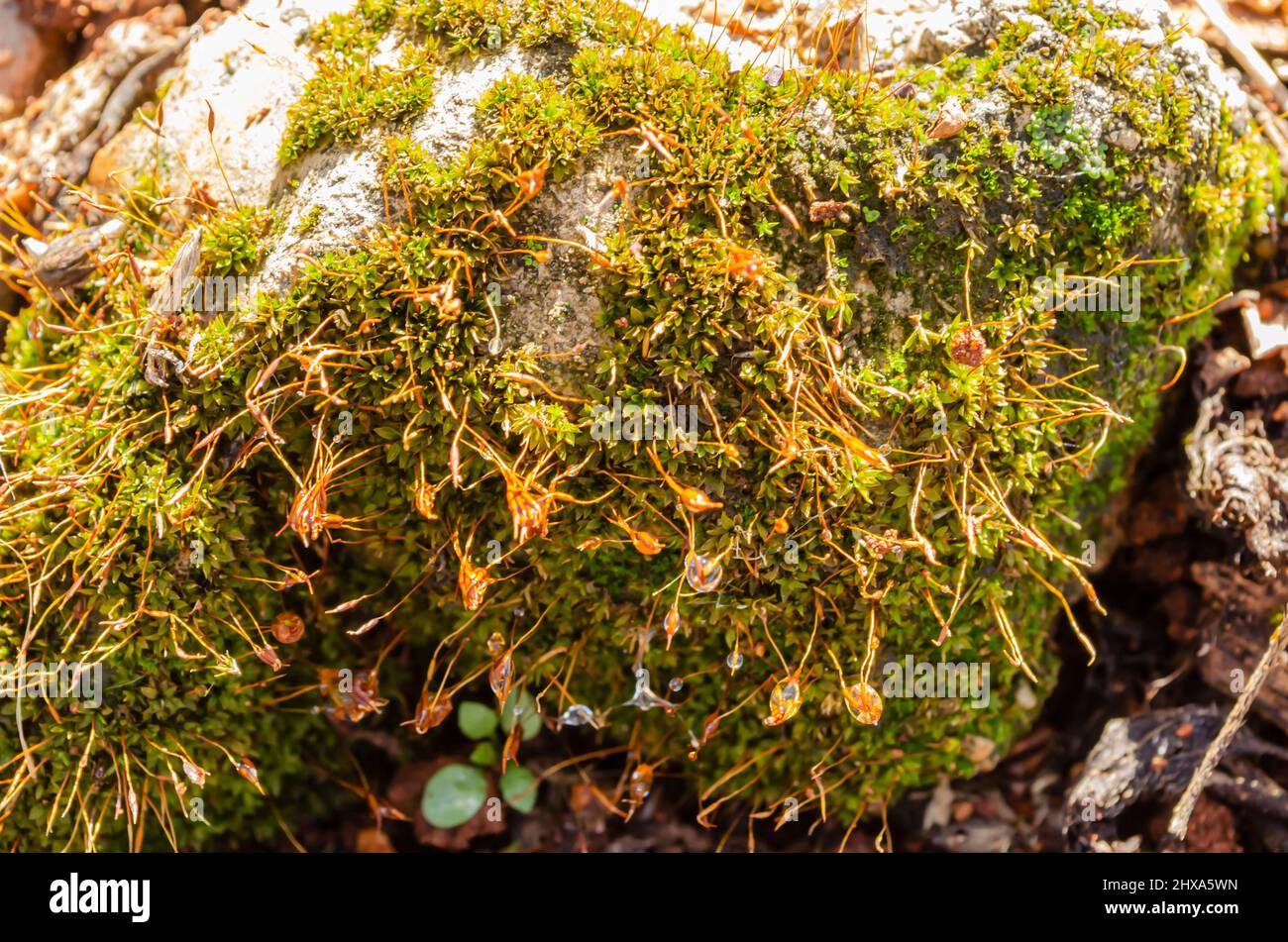 Closeup of Hypnum Curvifolium Moss Growing on a Stone Stock Photo