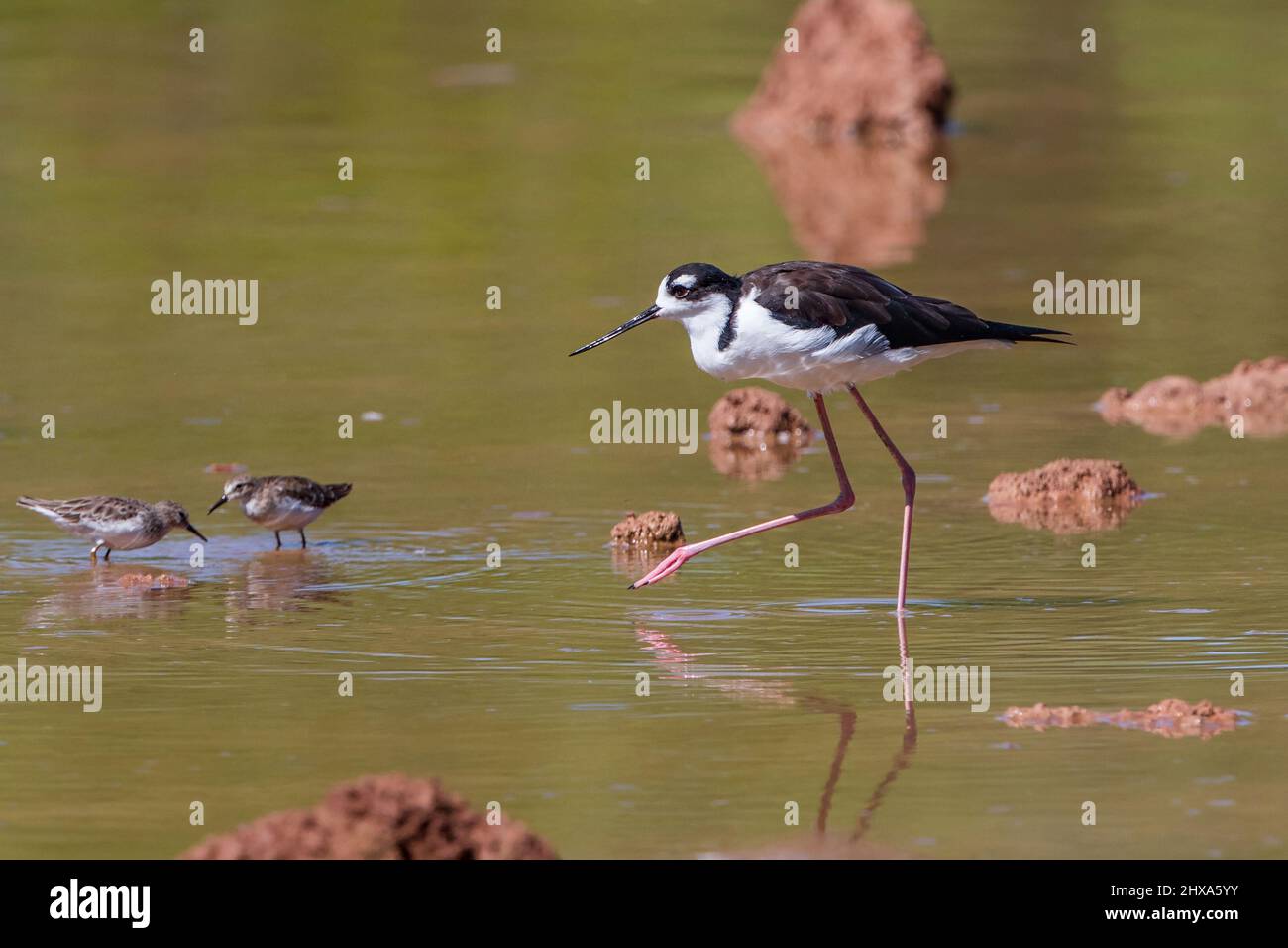 A Black-necked Stilt walking through the shallow waters of the mudflats in a Riparian habitat with a tucked in neck. Stock Photo
