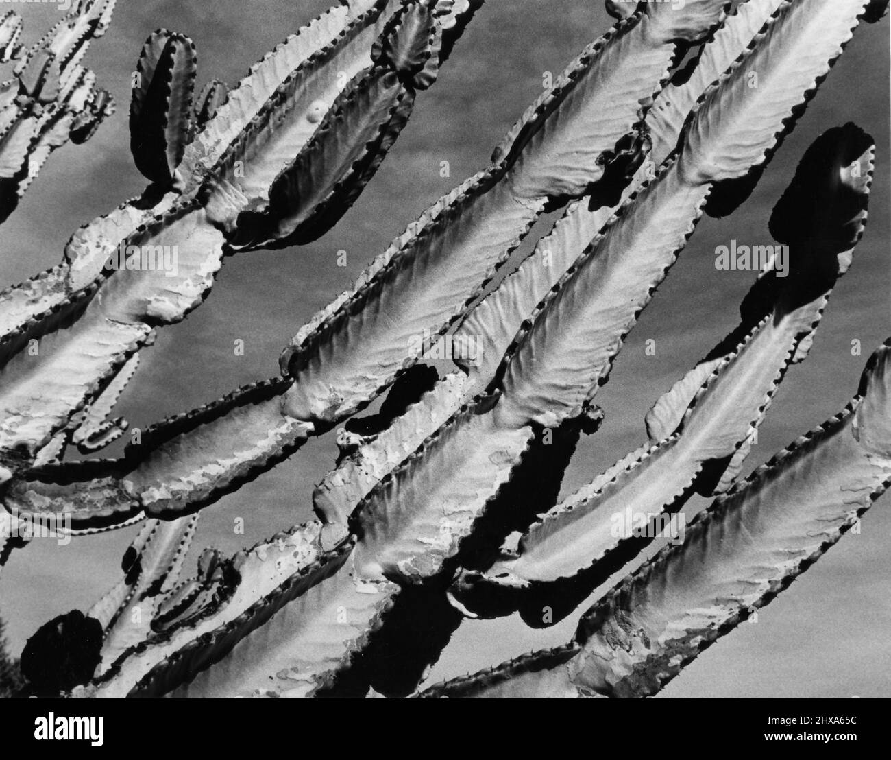 Black and white study of a cactus in the California desert Stock Photo