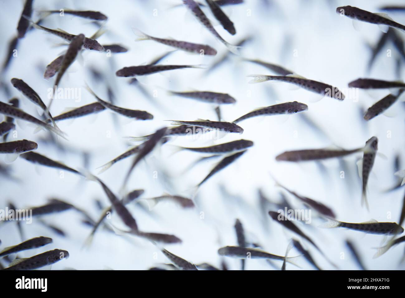 Garra rufa fish hi-res stock photography and images - Alamy