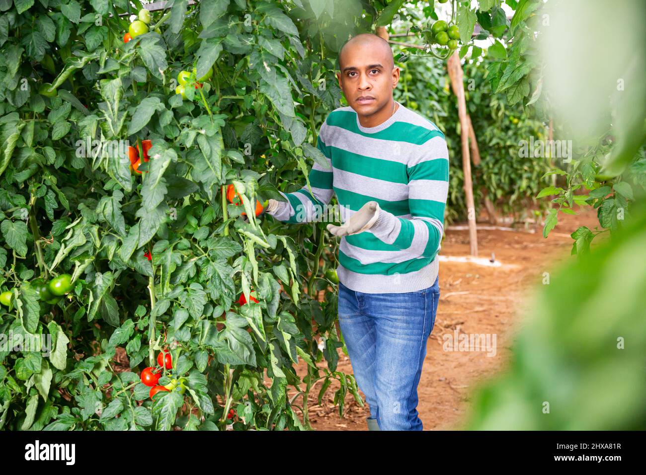 Grower checking crop of red tomatoes in greenhouse Stock Photo - Alamy