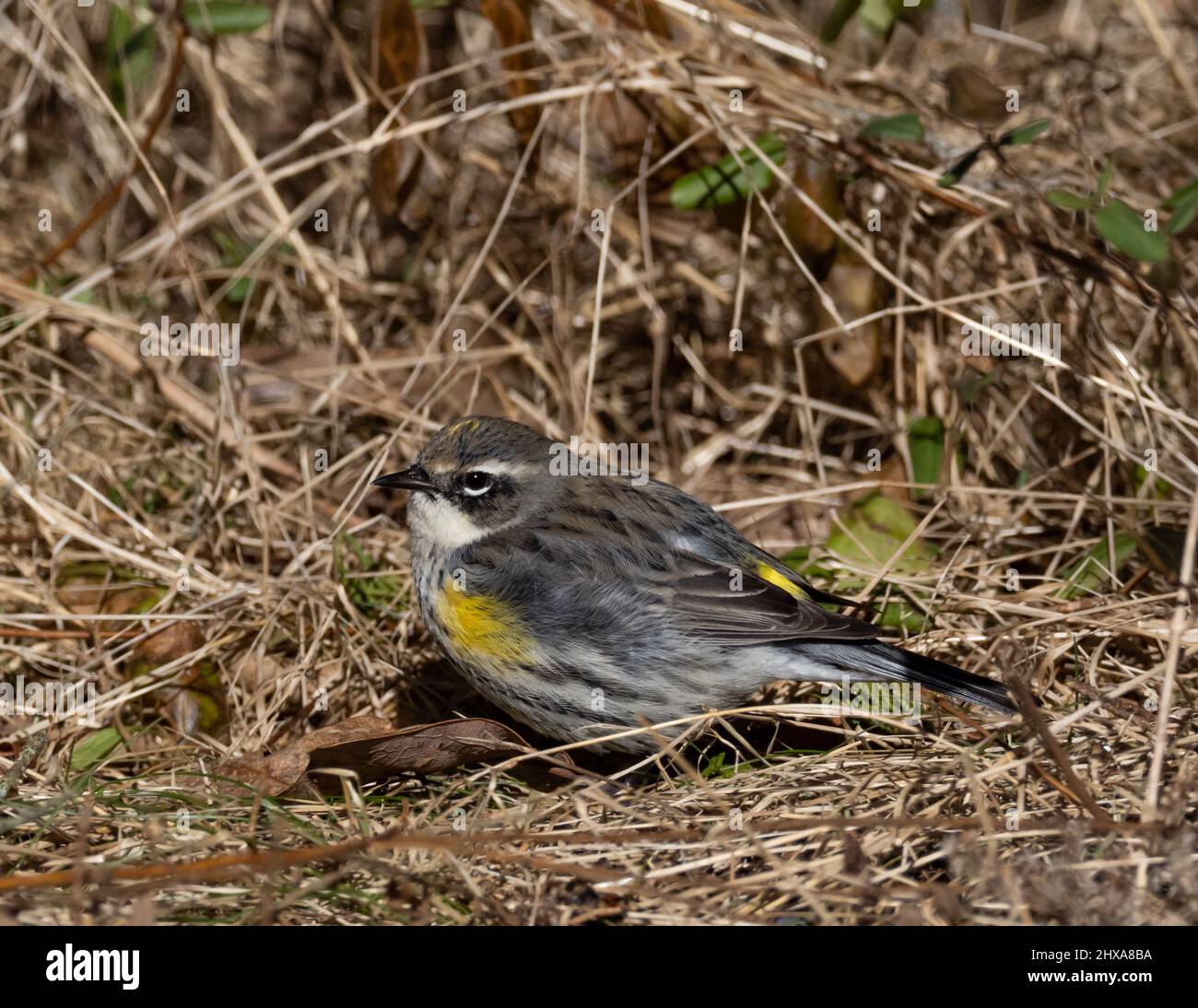 Yellow-rumped Warbler perched on ground in dry grass Stock Photo