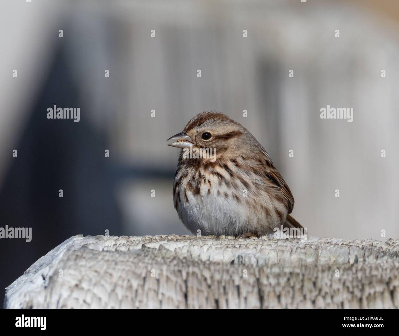 Perched American Song Sparrow Stock Photo
