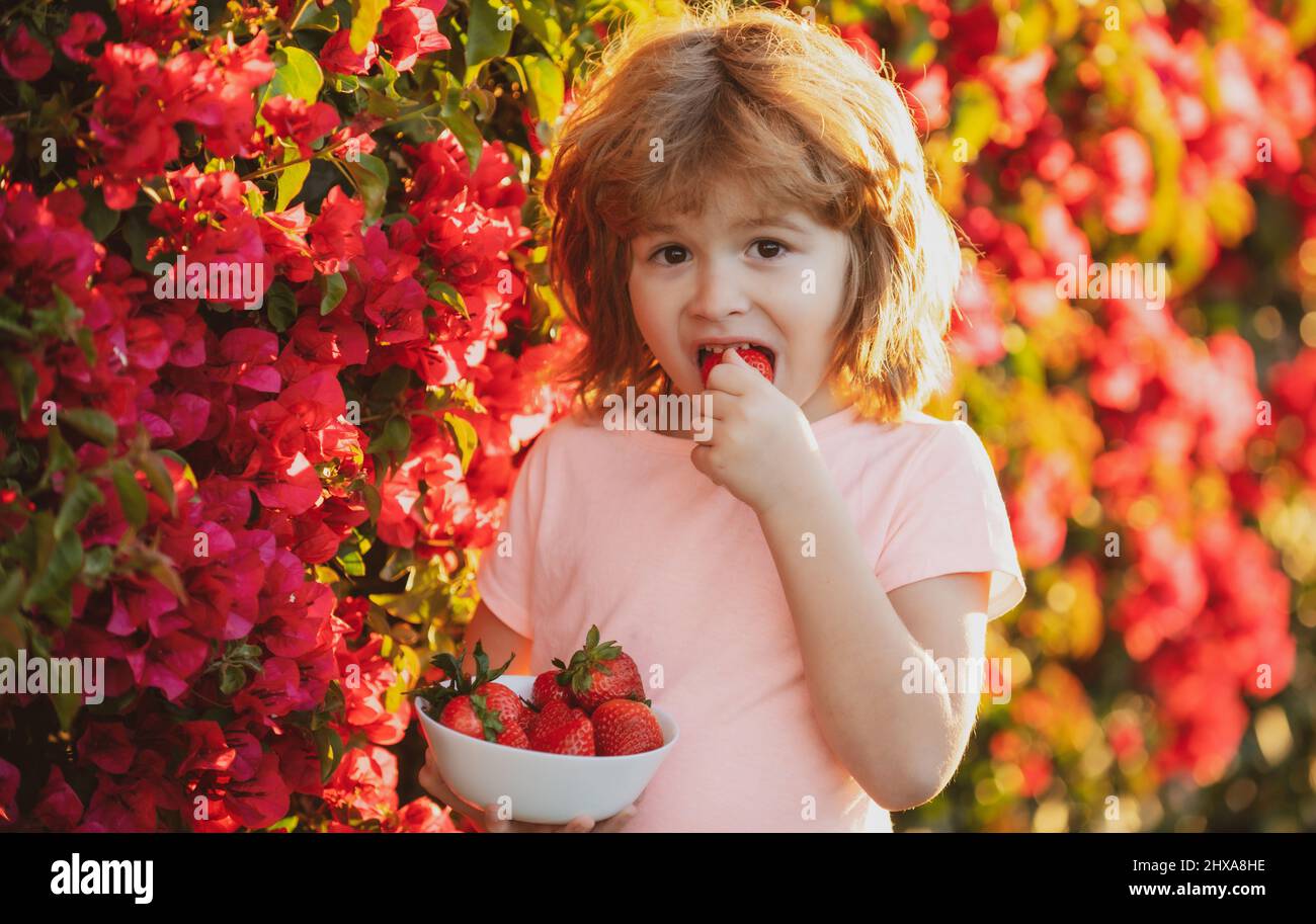 Happy child eats strawberries. Cute kid boy eating strawberry in the summer outdoor. Stock Photo