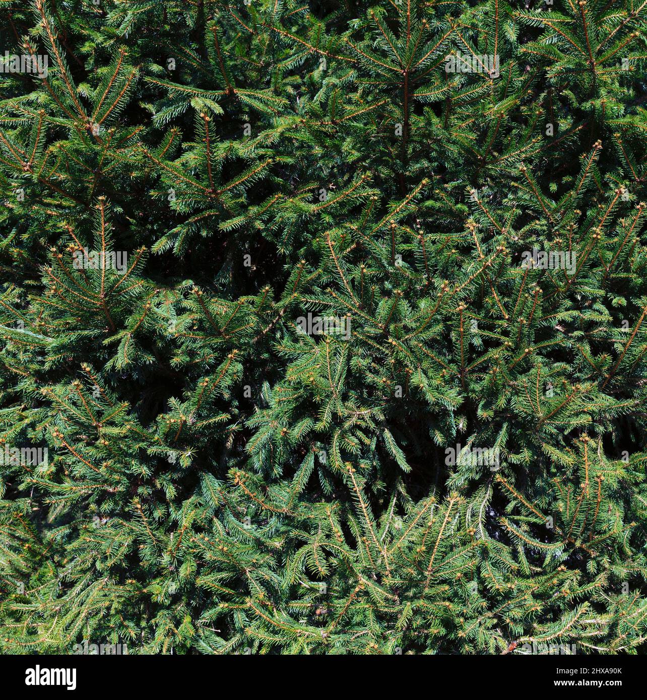 Christmas fir or pine tree branch background for the holiday season