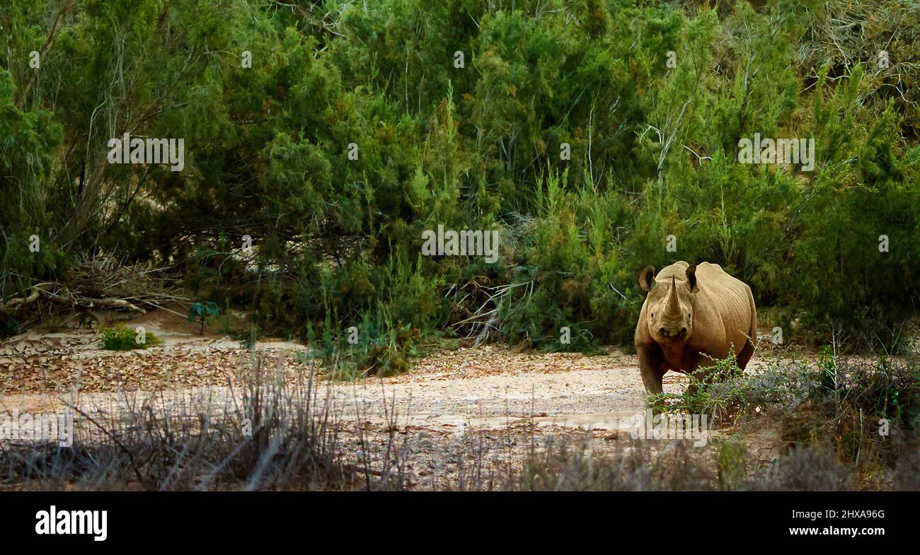 Animal environment free living outdoors wild hi-res stock photography ...