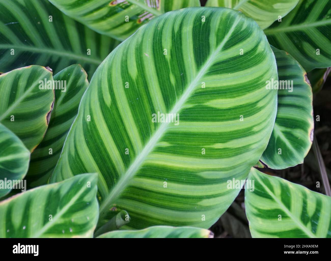 Close up of the beautiful leaves of Calathea Makoyana, originally from Eastern Brazil Stock Photo