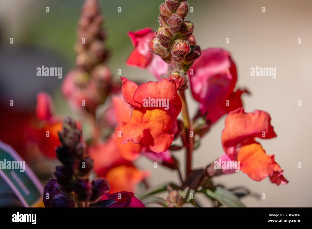 orange pink and purple snapdragon flowers just beginning to bloom in summer Stock Photo
