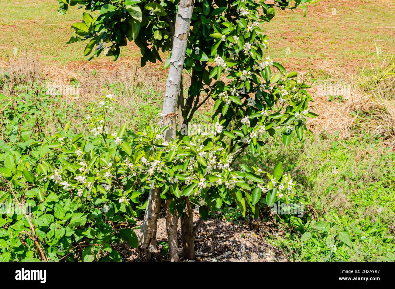 Orange Tree With Blossoms Stock Photo