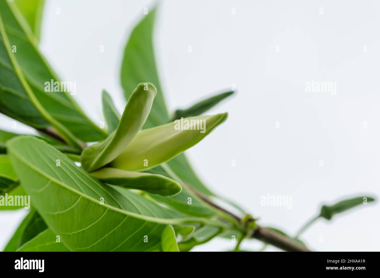 Sweetsop Blossom Between Leaves Stock Photo