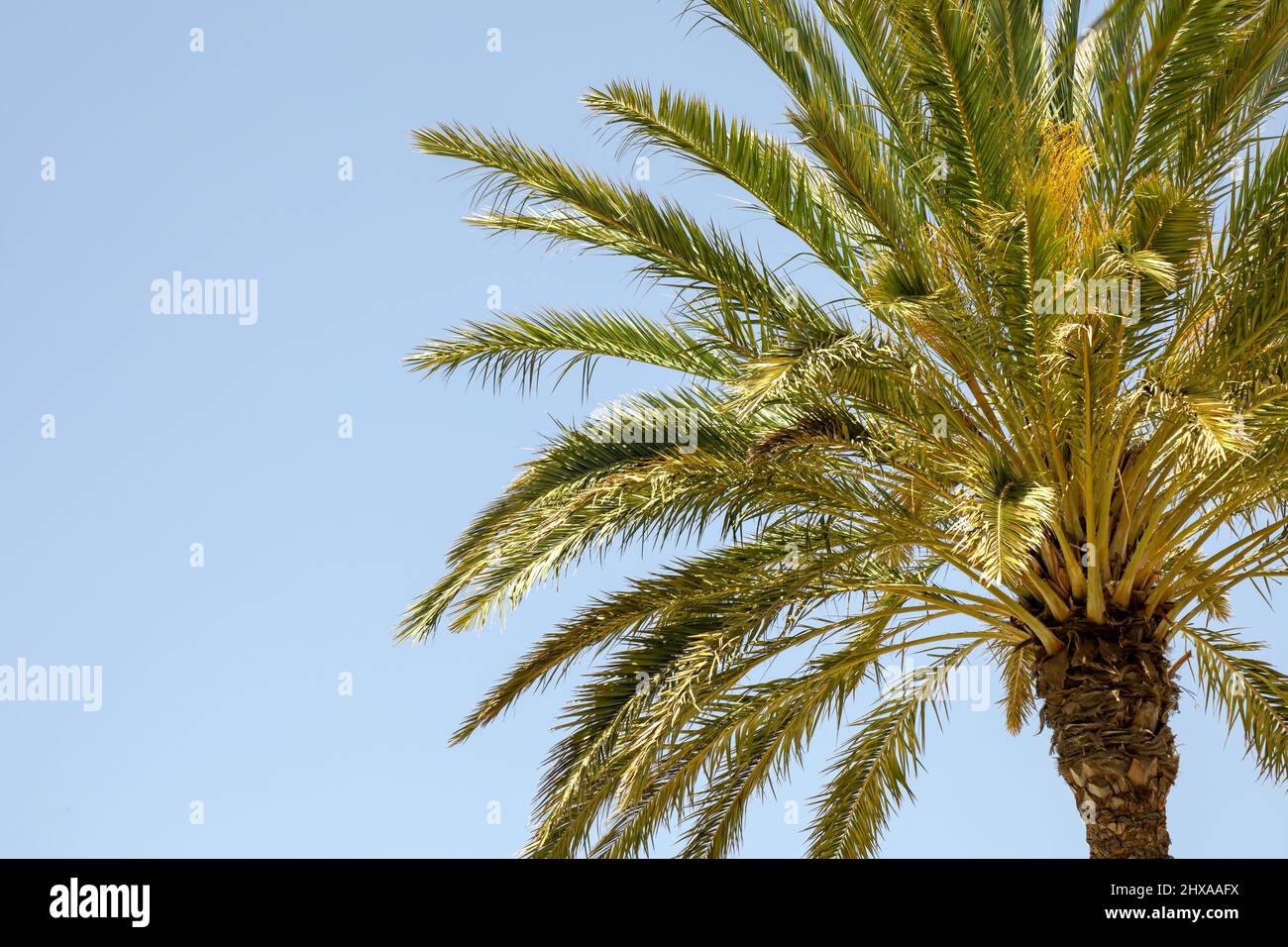 palm tree seen from below Stock Photo