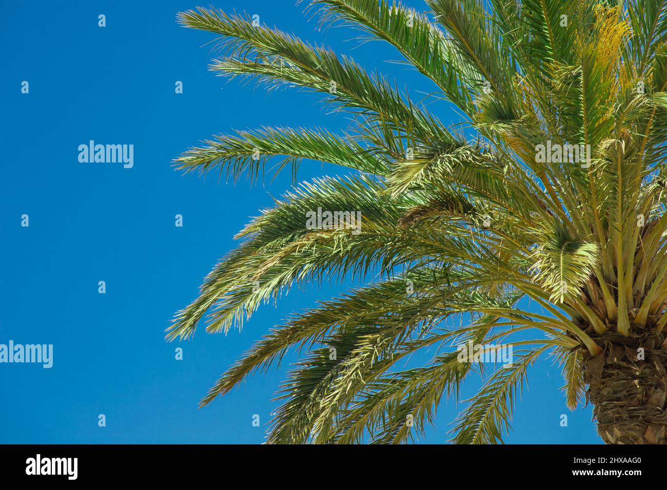 palm tree seen from below Stock Photo