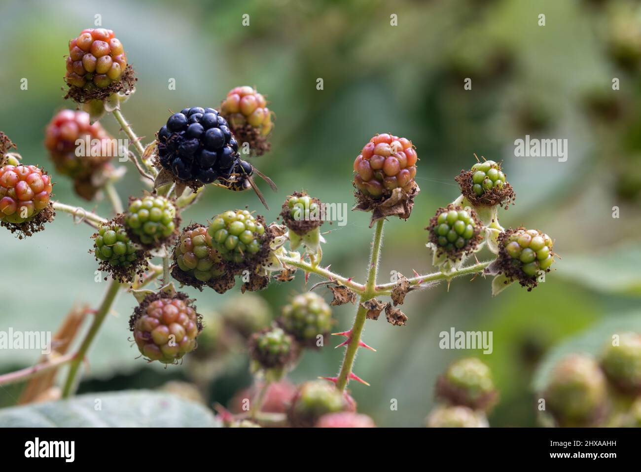 yellow jacket eating single ripe berry from vine Stock Photo Alamy