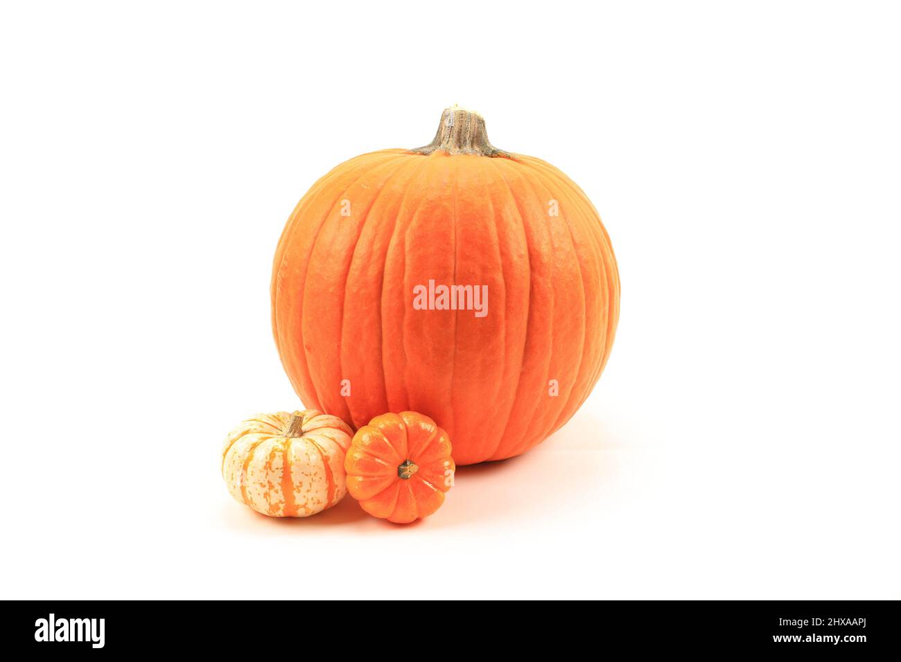 Pumpkins isolated on white background Stock Photo - Alamy