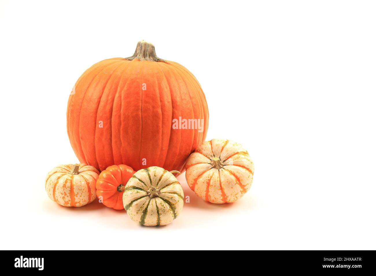 Pumpkins isolated on white background Stock Photo - Alamy