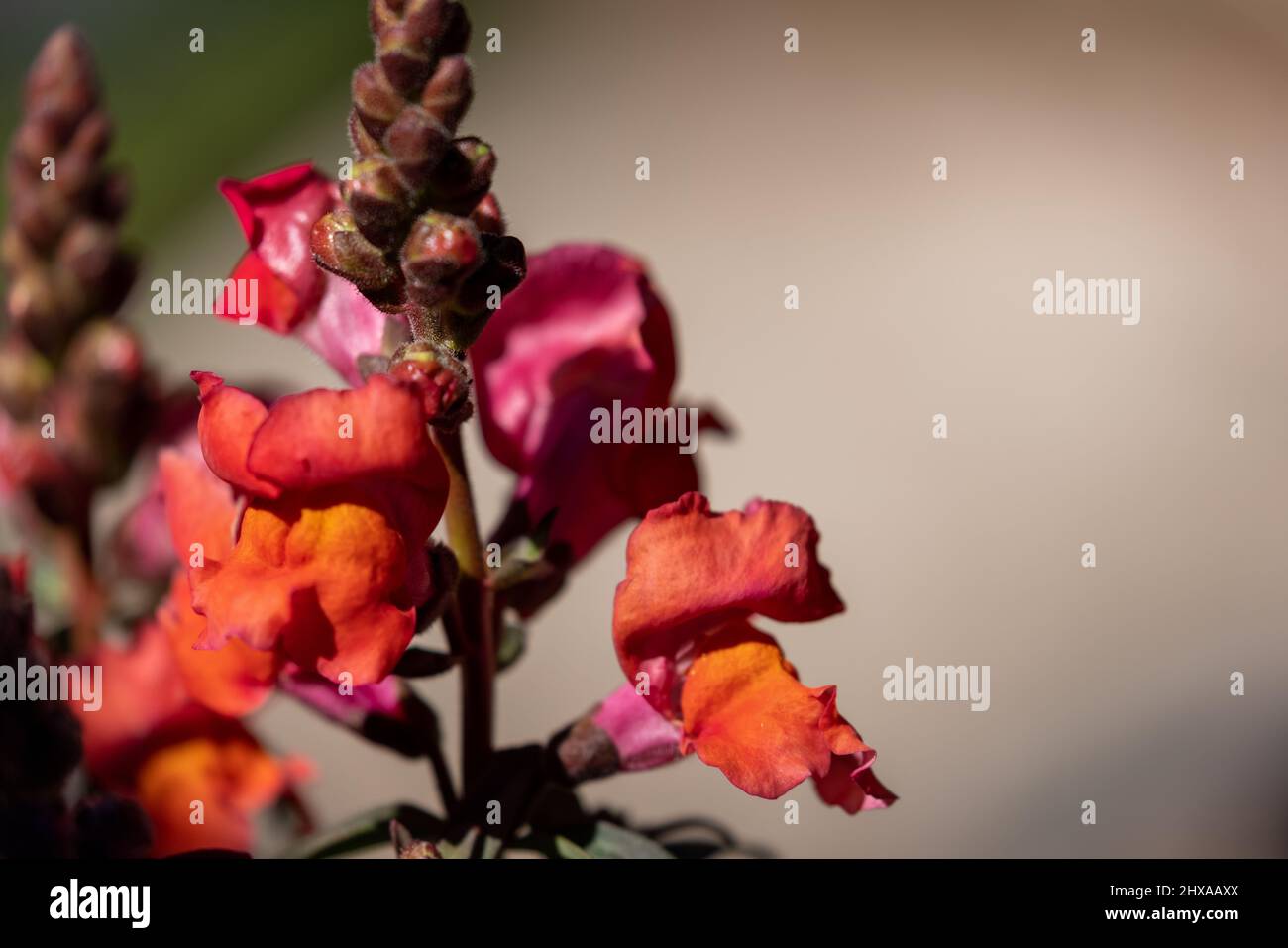 close up of orange and pink snapdragon blooms Stock Photo