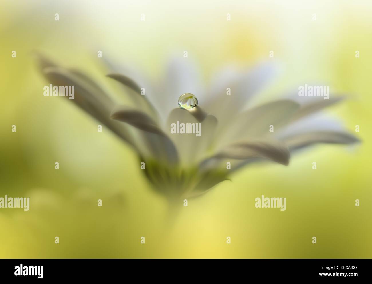 Beautiful Macro Photo.Colorful Flowers.Art Design.Magic Light.Close up Photography.Conceptual Abstract Image.Yellow and Green Background.Water Drop. Stock Photo