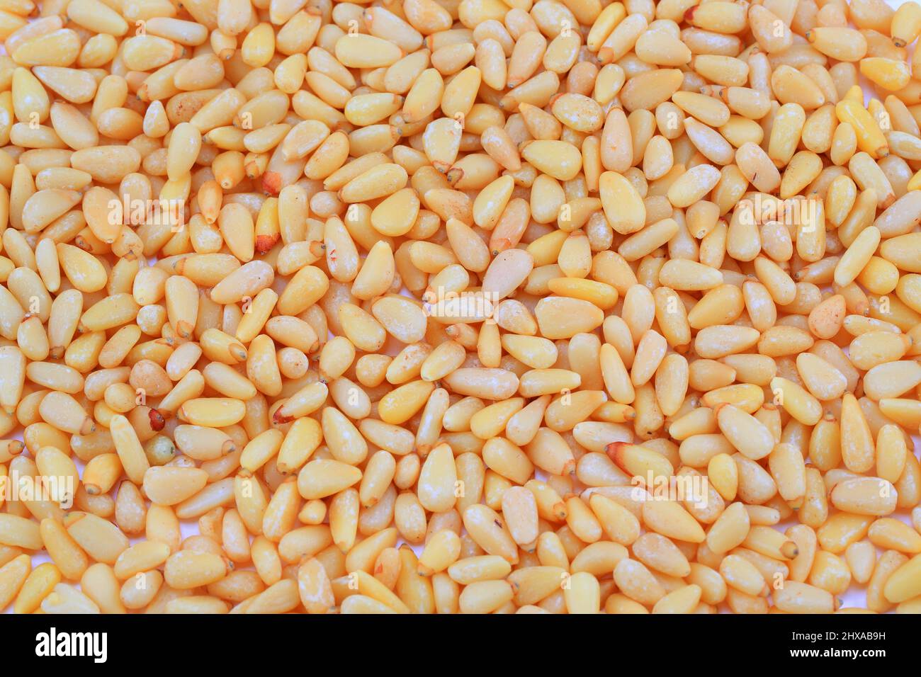 Pine nuts on white background Stock Photo