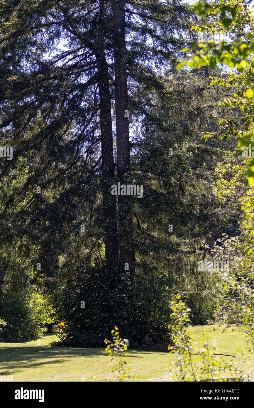 tall dark trees stand on edge of bright green grassy field Stock Photo