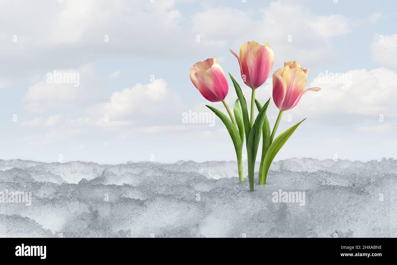 Spring tulip bloom as a symbol of thawing melting snow after winter weather with tulips as a springtime season concept in a horizontal layout. Stock Photo