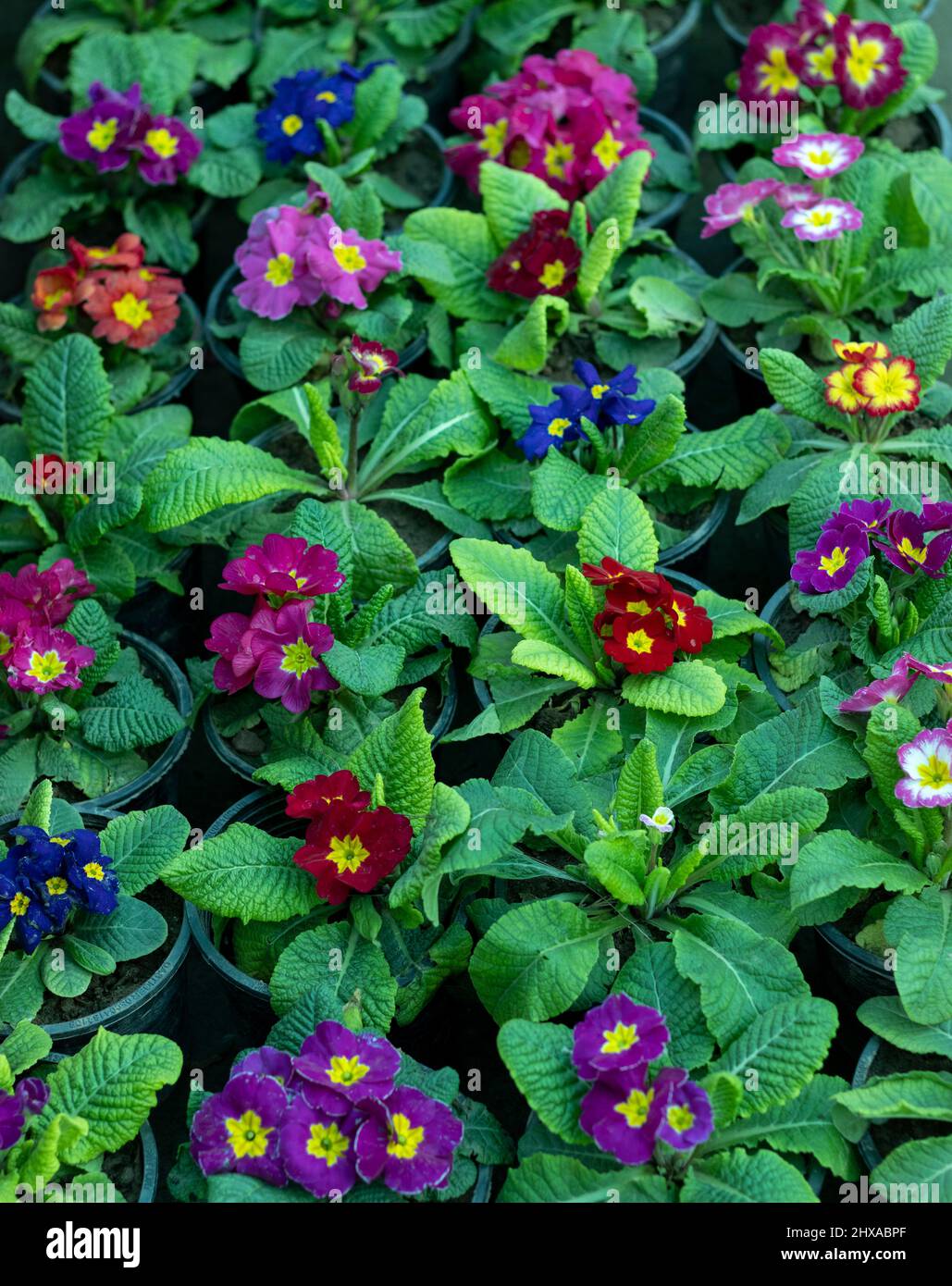 Primrose flowers planted as a ground cover Stock Photo