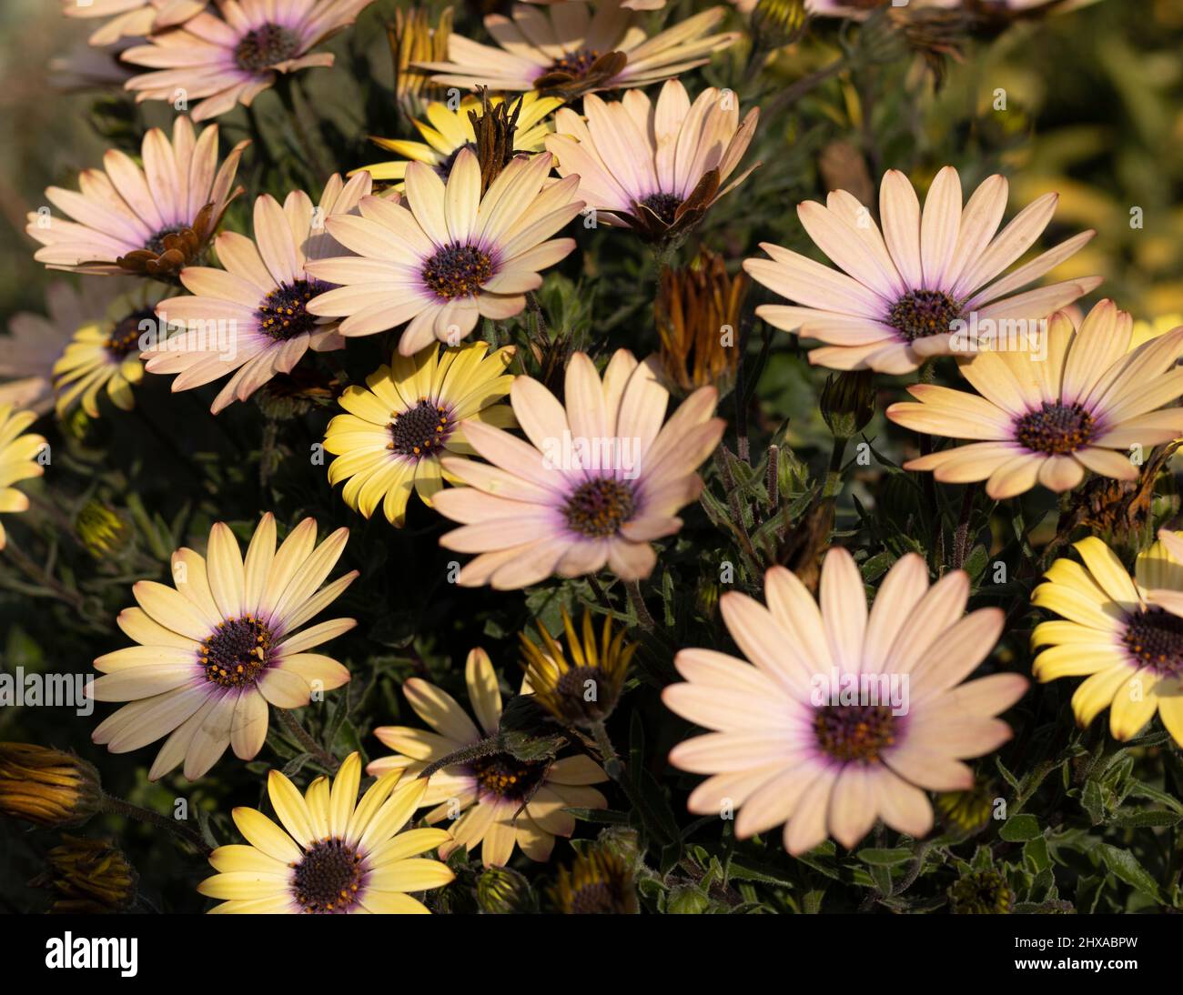 African daisies beautiful bloom in spring Stock Photo Alamy
