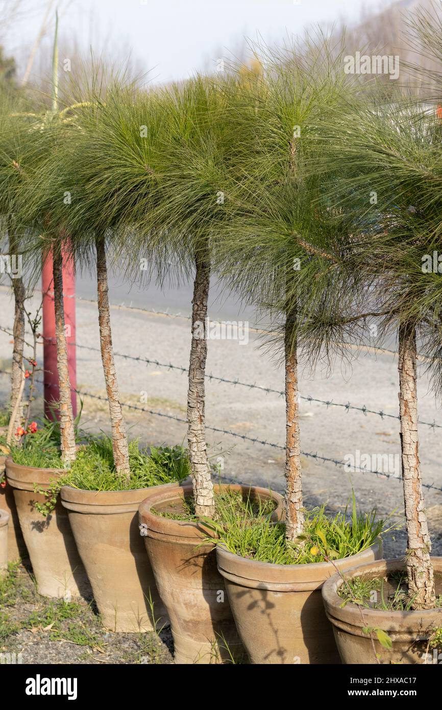 Small trees in pots hires stock photography and images Alamy