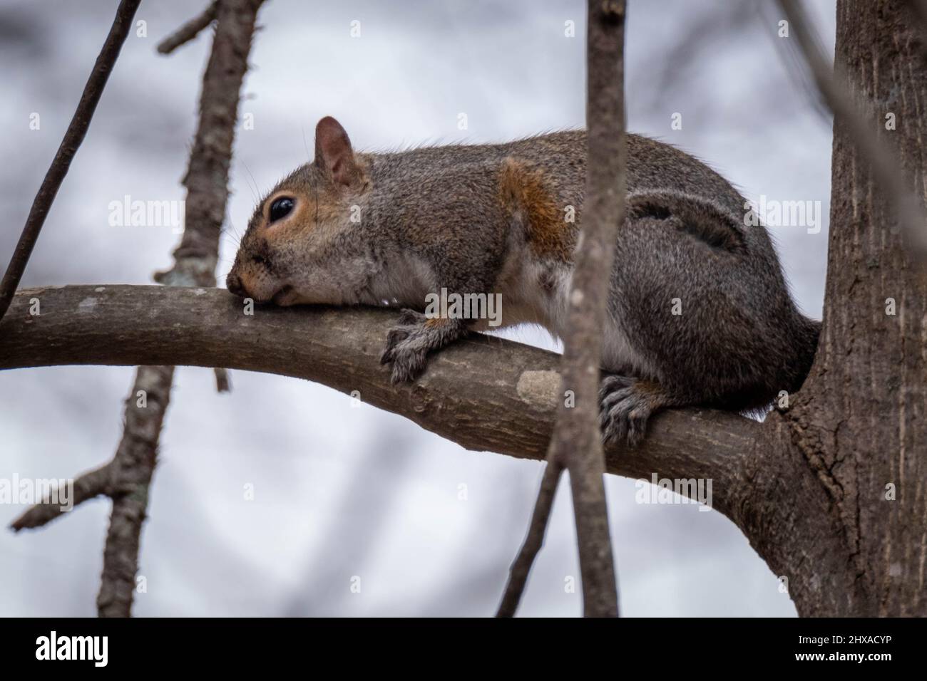 An Eestern Gray Squirrel seems to be hugging the tree limb. Good for a meme. Raleigh, North Carolina. Stock Photo