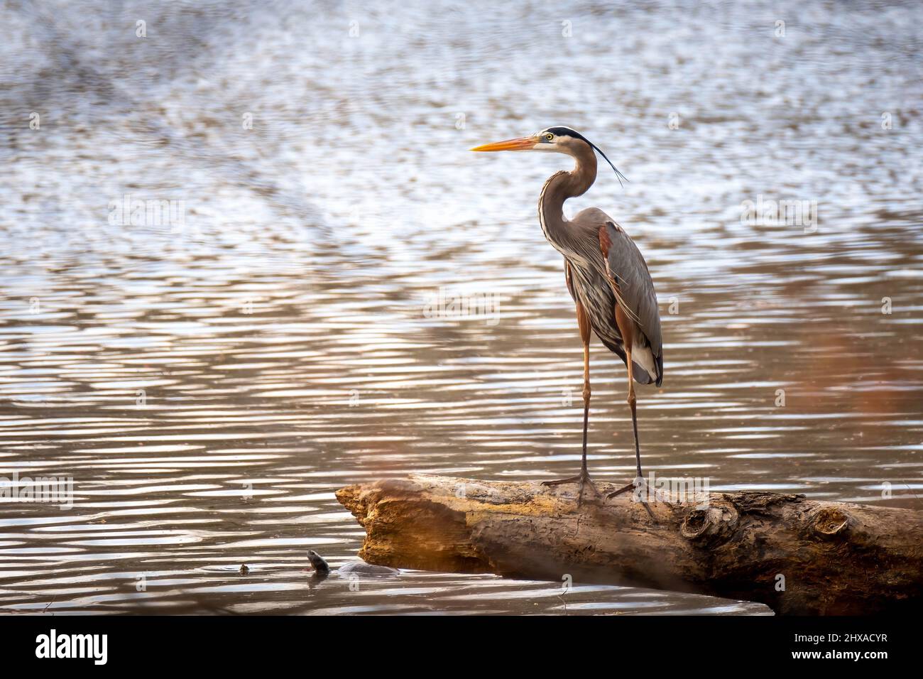 Picturesque view of a Great Blue Heron scanninging the pond. Raleigh, North Carolina. Stock Photo