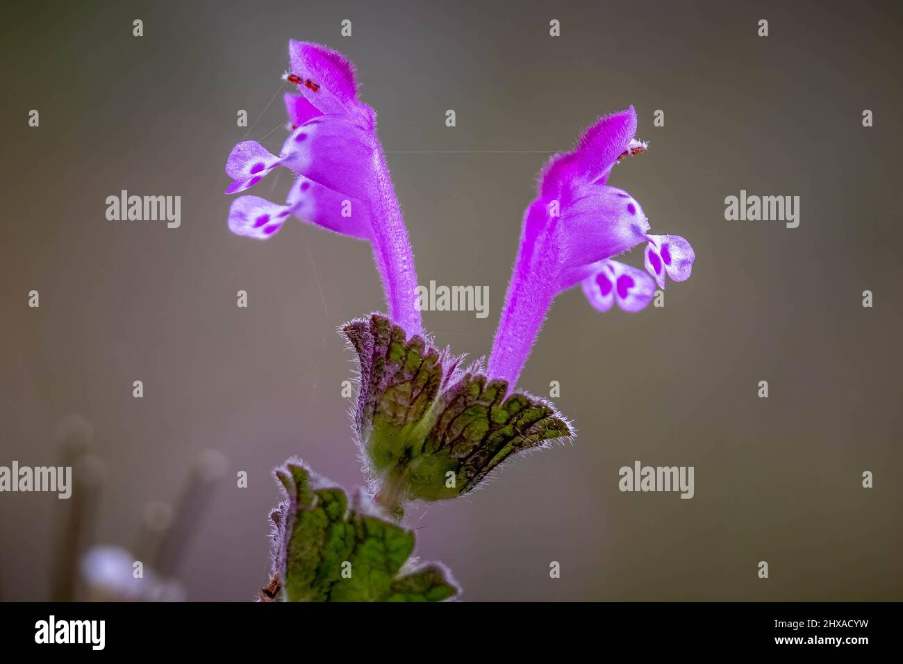 Macro of the purple blooms of the Common Henbit or the Henbit Deadnettle (Lamium amplexicaule). Raleigh, North Carolina. Stock Photo
