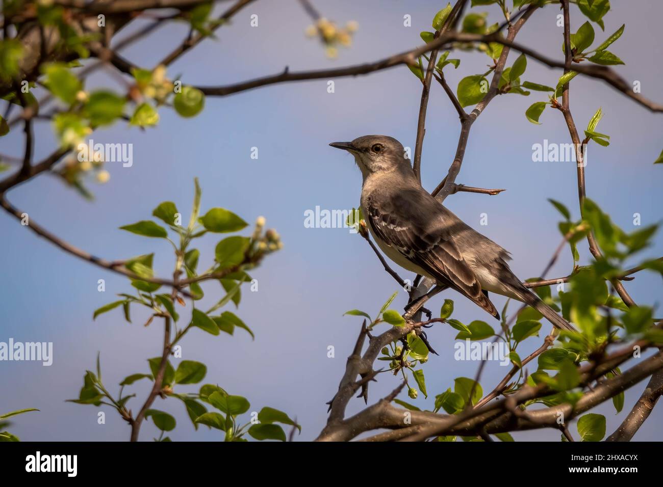 A Northern Mockingbird (Mimus polyglottos) welcomes Spring. Raleigh, North Carolina. Stock Photo