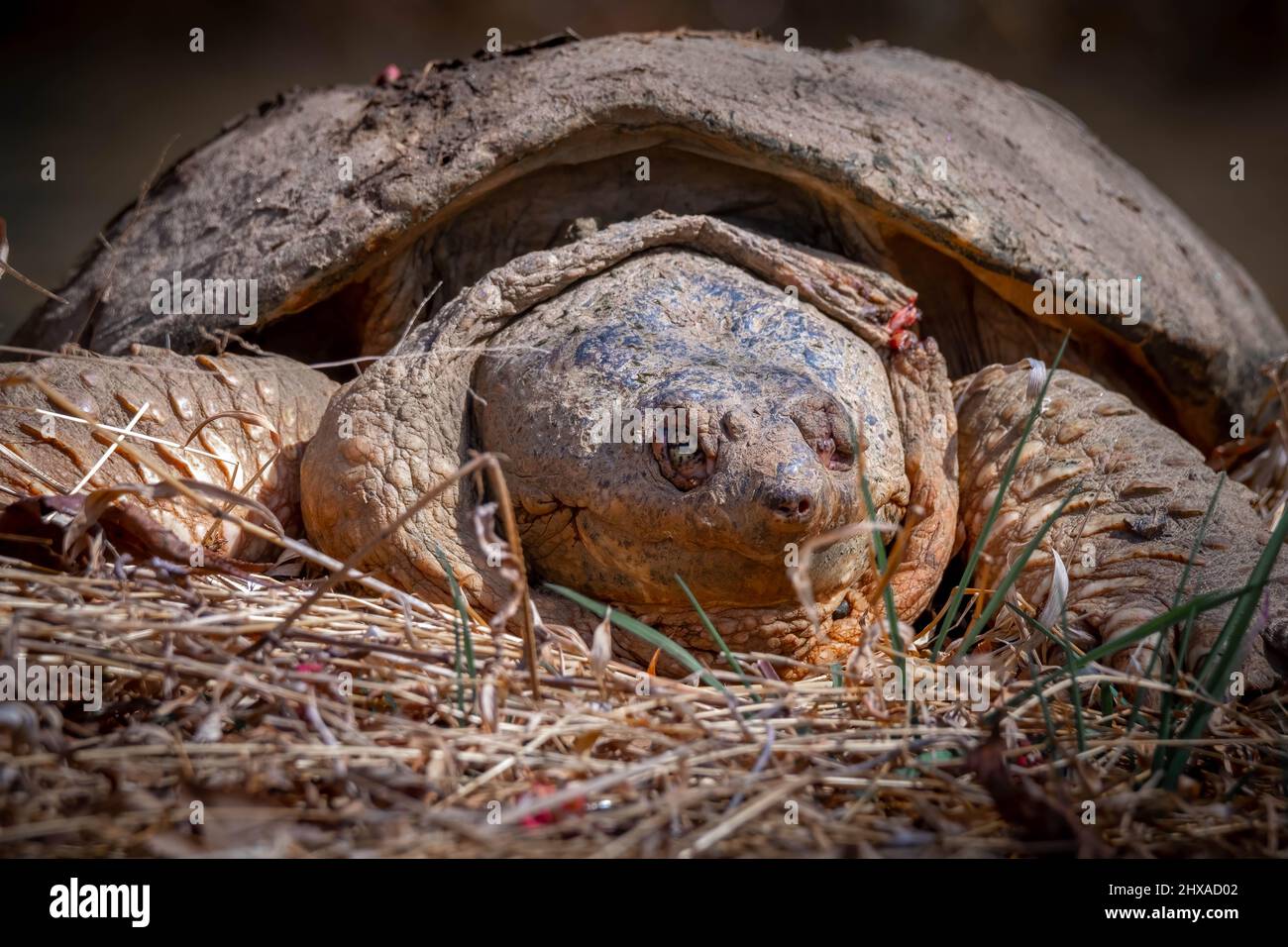 Front view of an aged Common Snapping Turtle sunning on the creek bank. Raleigh, North Carolina. Has injured eye and neck. Stock Photo