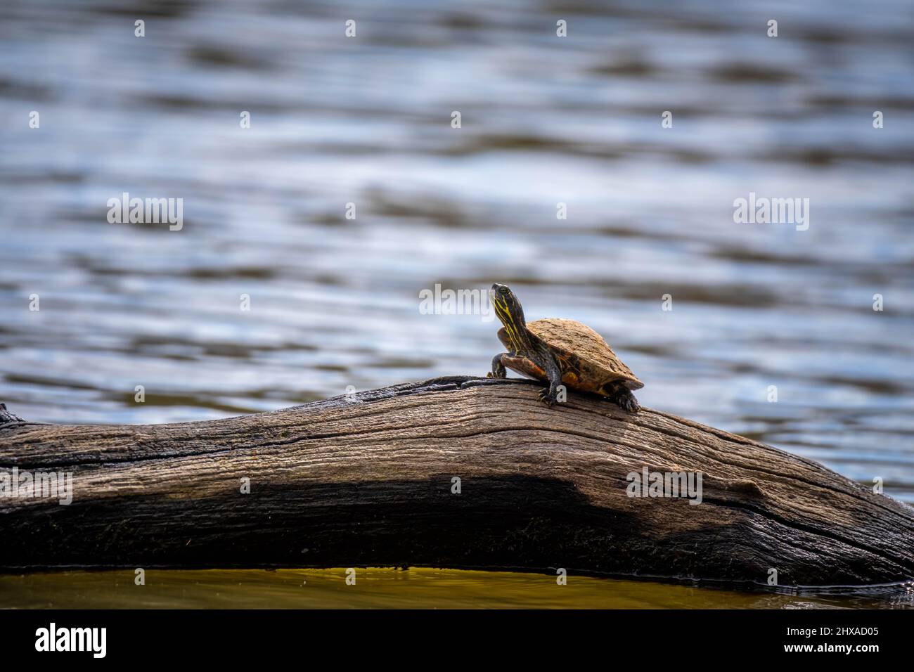 A tiny Painted Turtle (Chrysemys picta) has the sunning log all to itself. Raleigh, North Carlina. Stock Photo