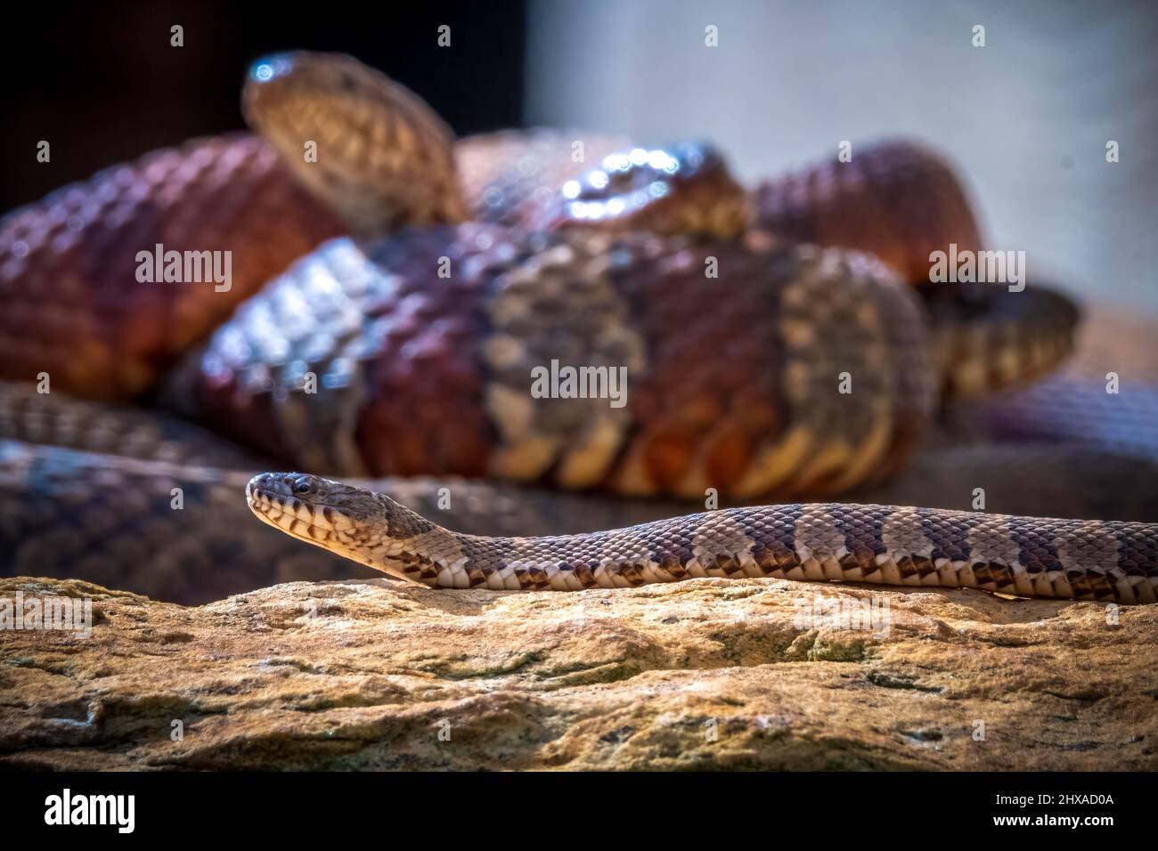 A baby Northern Watersnake(Nerodia, sipedon) suns all by itself as the older snakes form a mating ball or breeding ball in the background as spring ap Stock Photo
