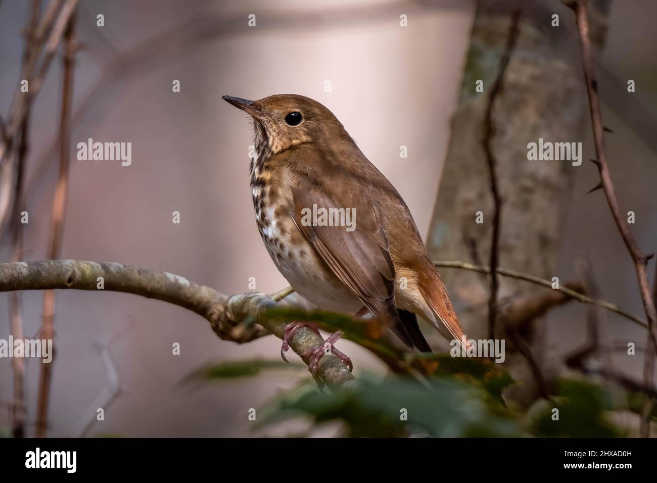 A Hermit Thrush poses in a holly tree. Raleigh, North Carolina. Stock Photo