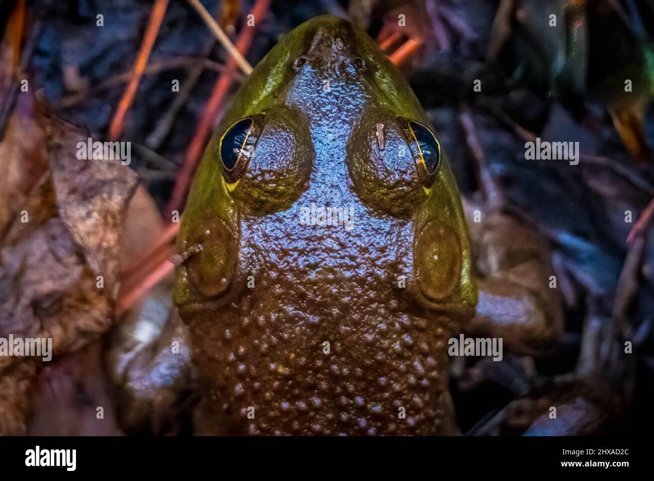 Top view of the head of an American Bullfrog (Lithobates catesbeianus). Raleigh, North Carolina. Stock Photo