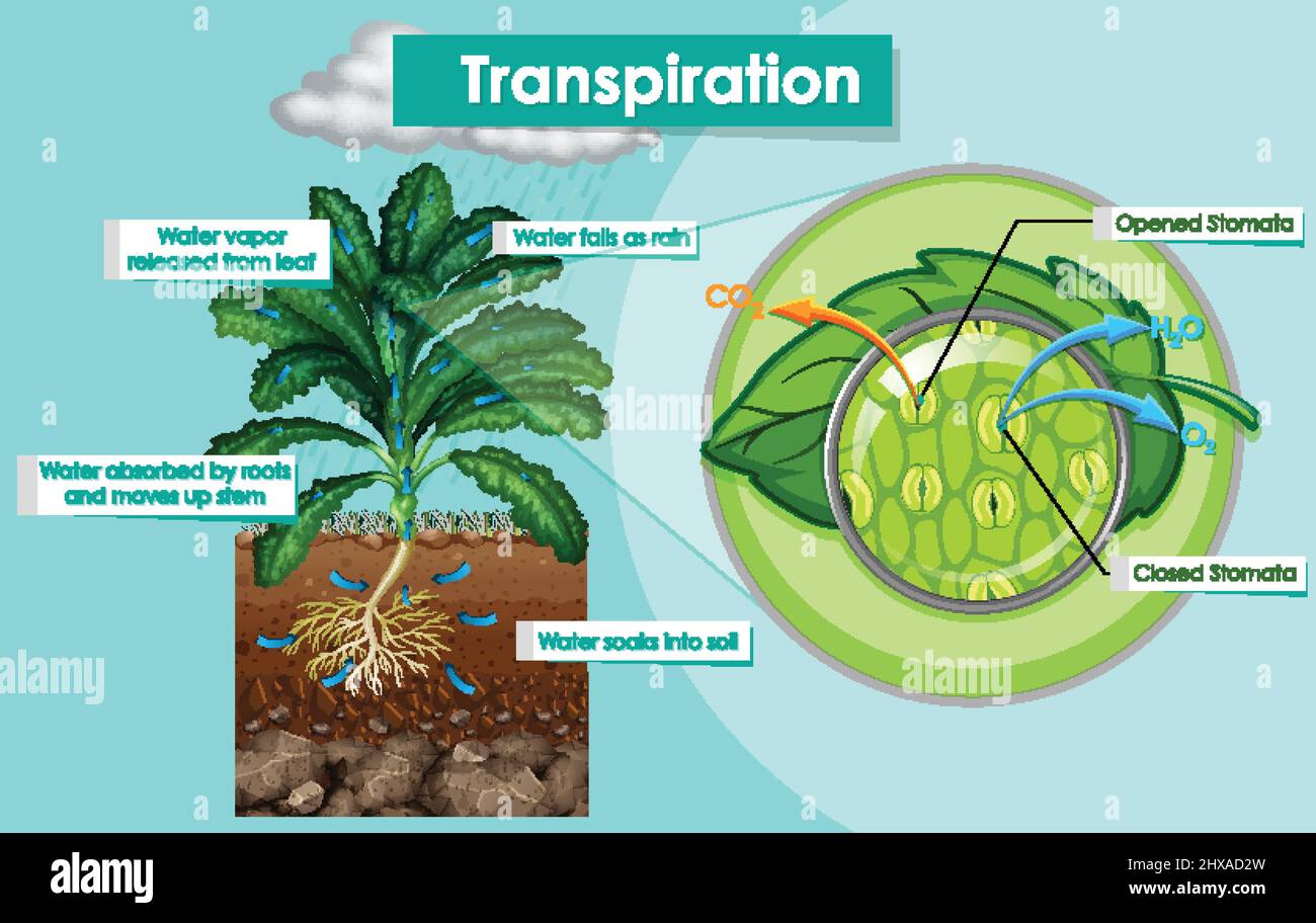 Transpiration Diagram Stomata