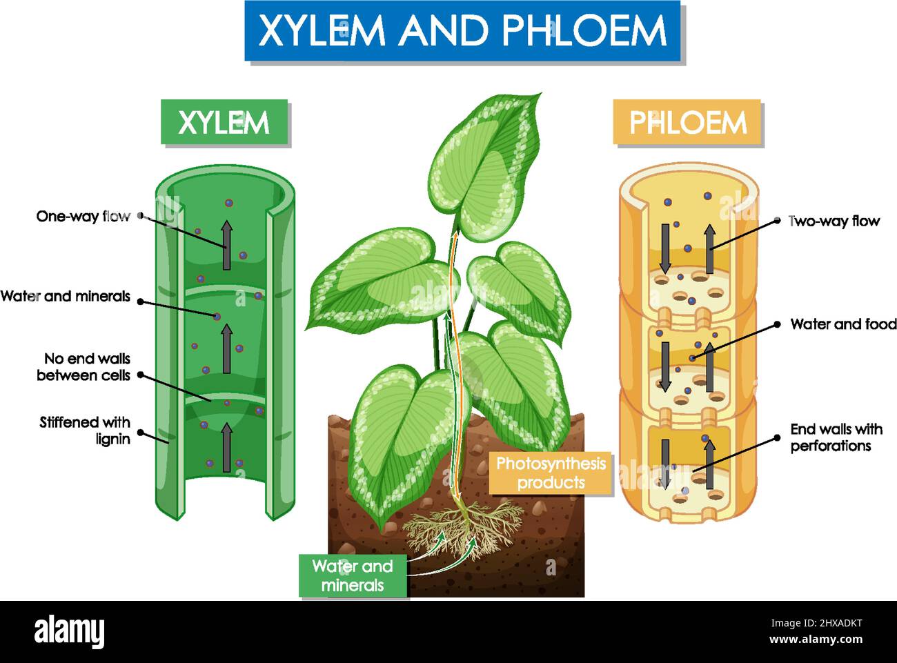 xylem and phylum