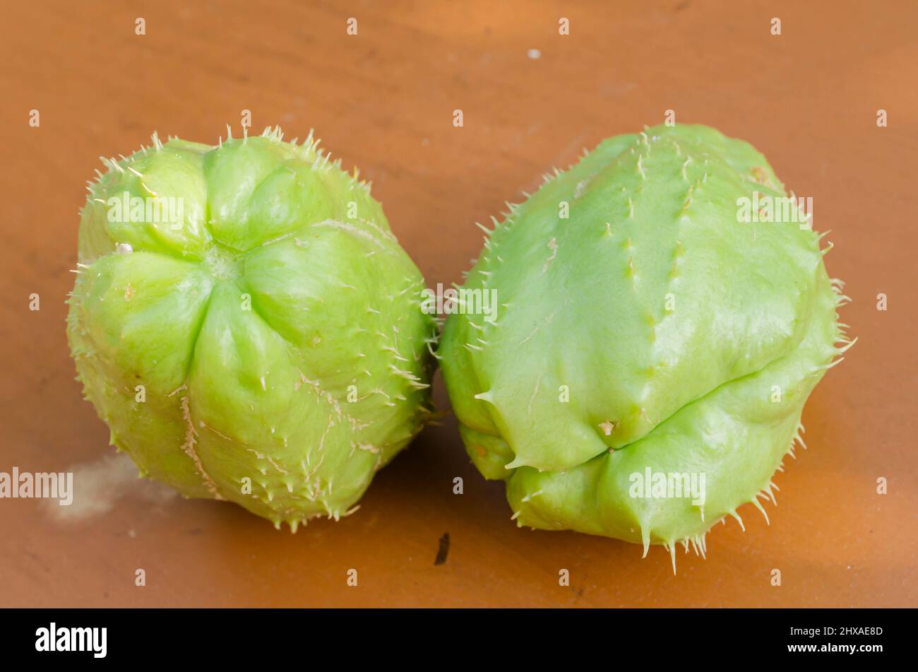 Two Harvested Christophines (cho cho) Stock Photo