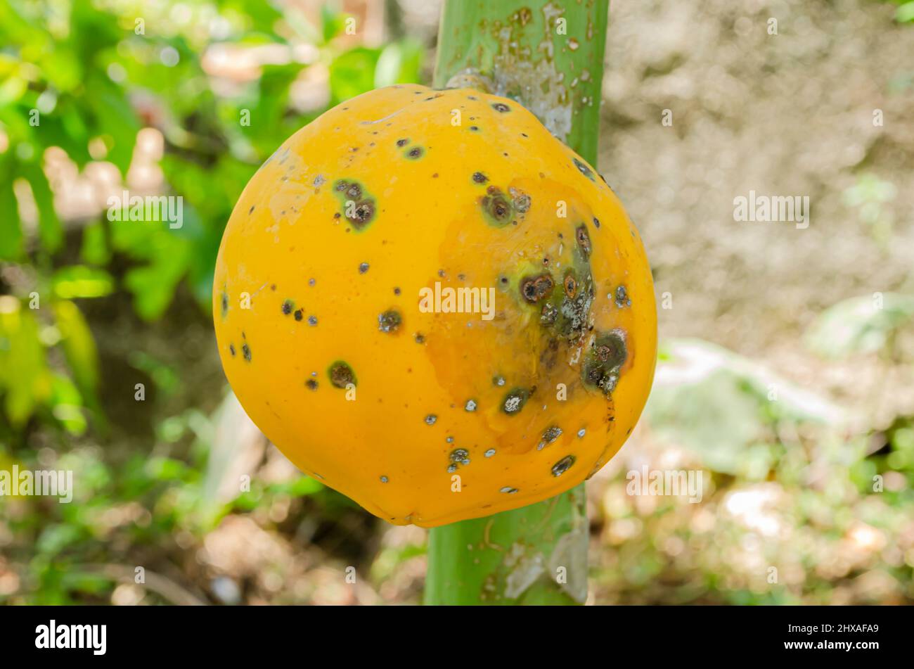 Large Rot Spot On Papaya Attached To Tree Stock Photo