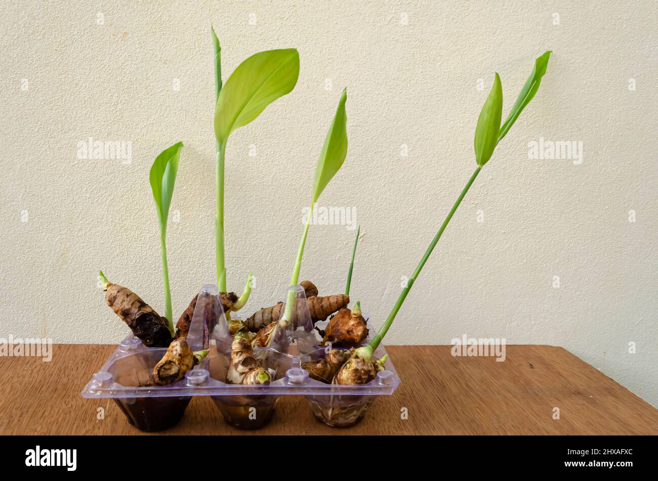 Growing Ginger And Turmeric In Water Stock Photo Alamy