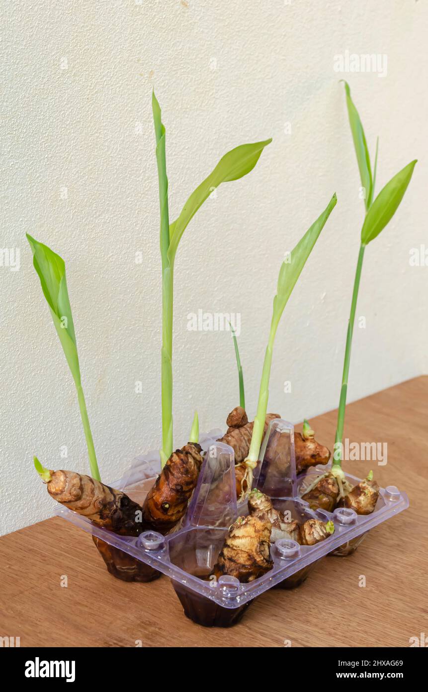 Growing Ginger And Turmeric In Water Stock Photo Alamy