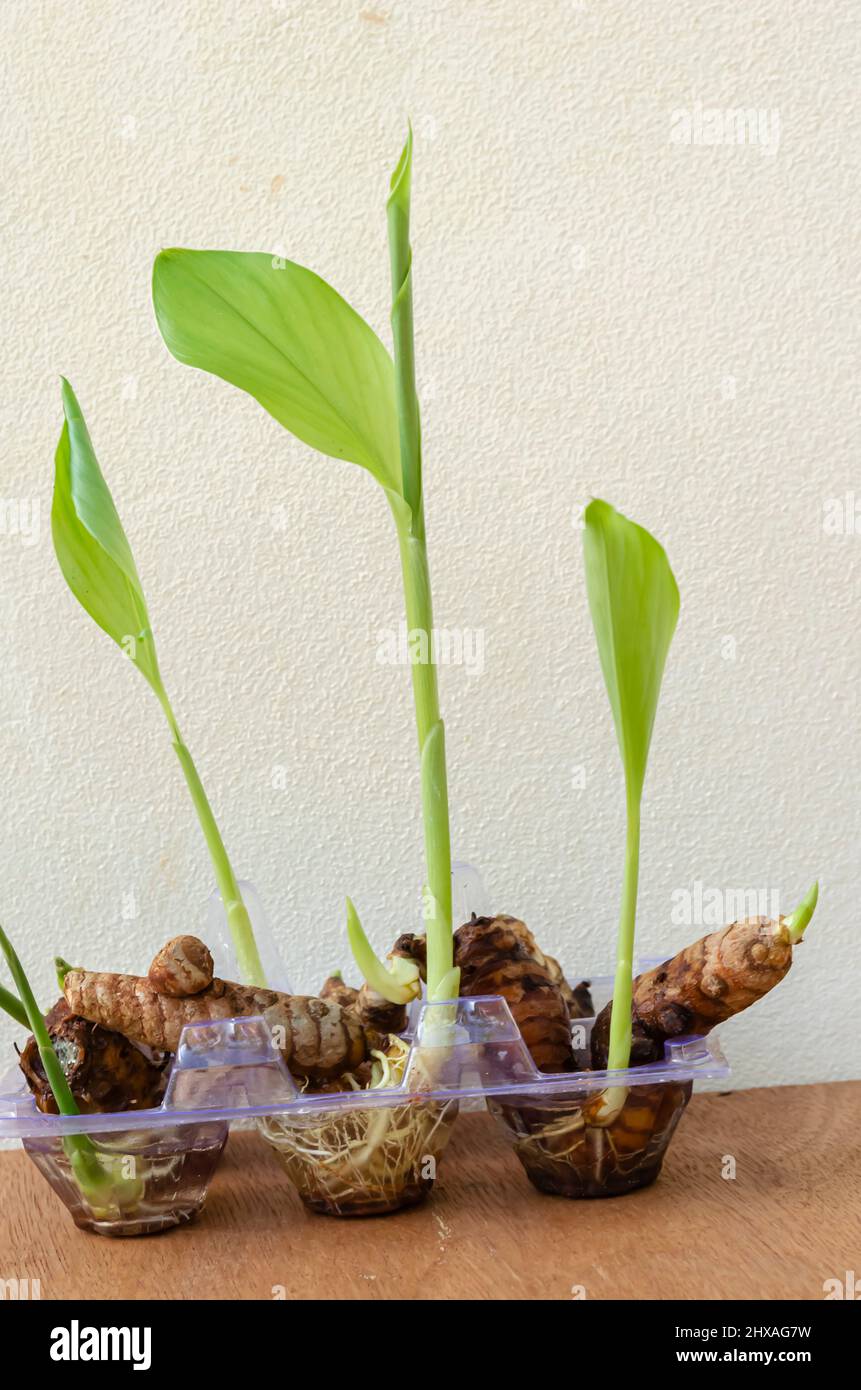 Growing Turmeric In Water Stock Photo Alamy
