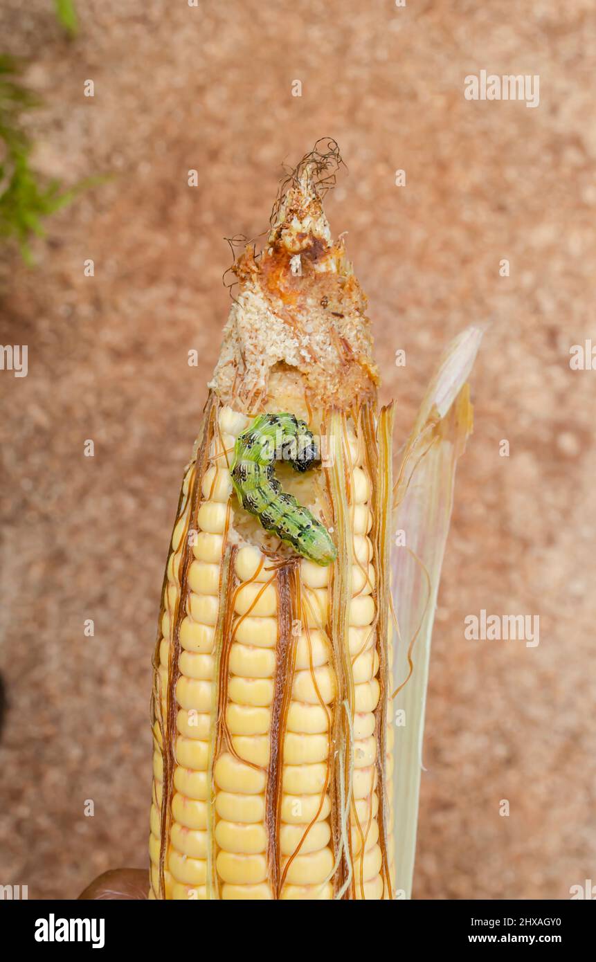 Helicoverpa Zea Larva On Corn Stock Photo