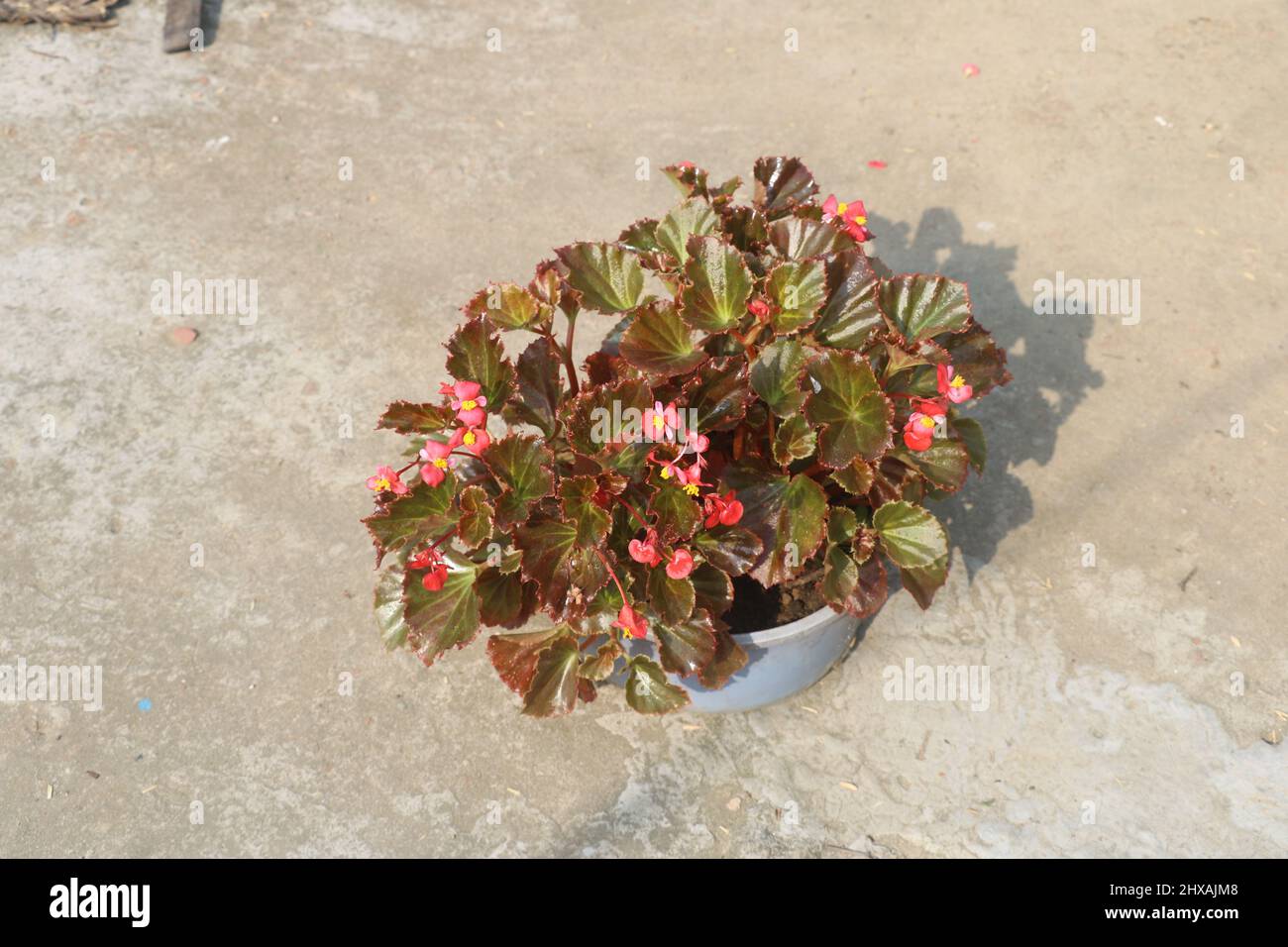 DARK LEAVED BEGONIA Wax Semperflorens Red Dark Foliage Shade .It has also lots of varities like green leaves with white flower,dot leaves red flower. Stock Photo