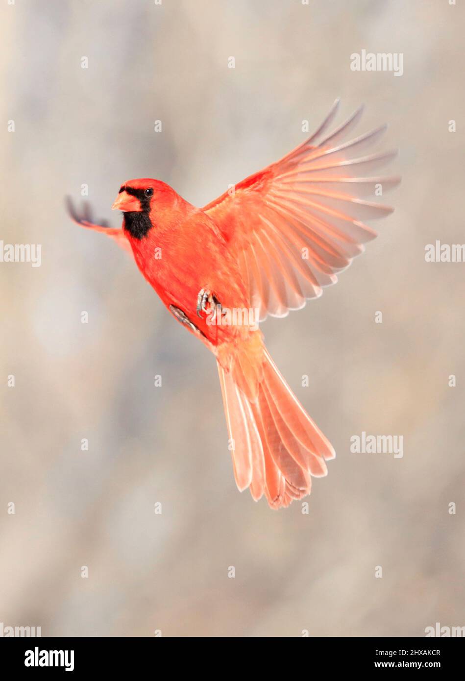 Red Northern Cardinal male flying on grey background, Quebec, Canada Stock Photo