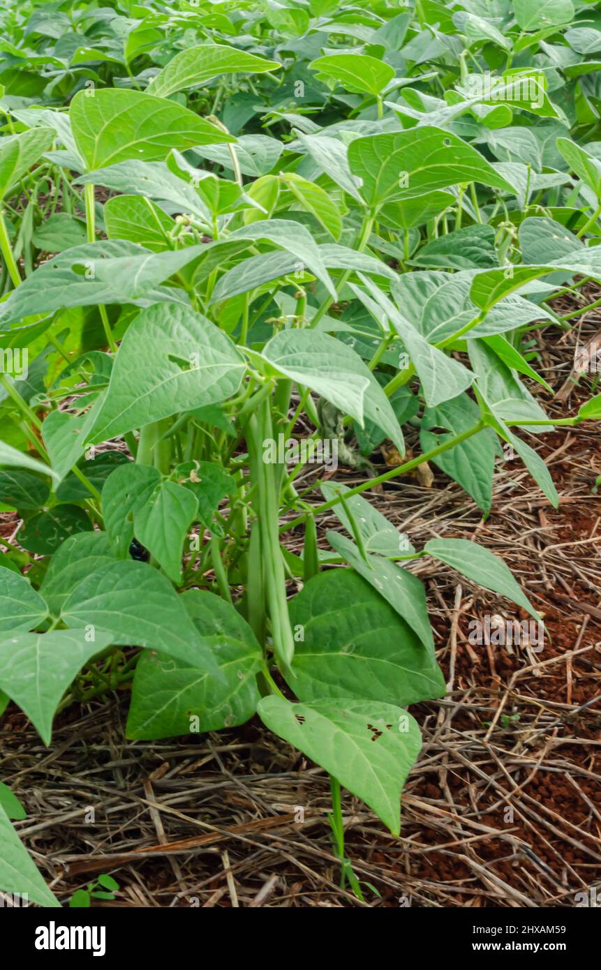 White Irish Potato Plants In Garden Stock Photo