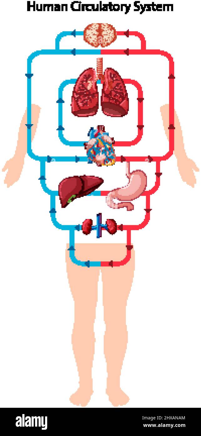 Diagram showing blood flow of the human heart illustration Stock Vector ...