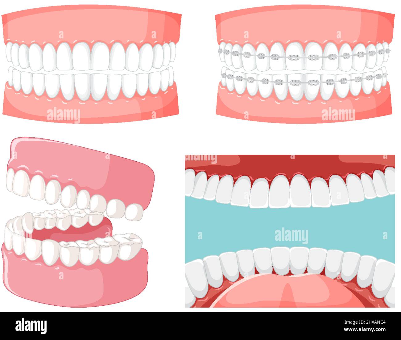 Set of teeth inside human mouth with human teeth model illustration