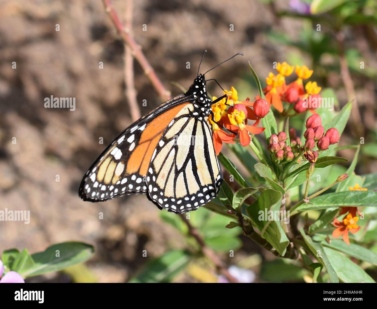 Monarch butterfly Danaus plexippus sitting on flower Stock Photo - Alamy